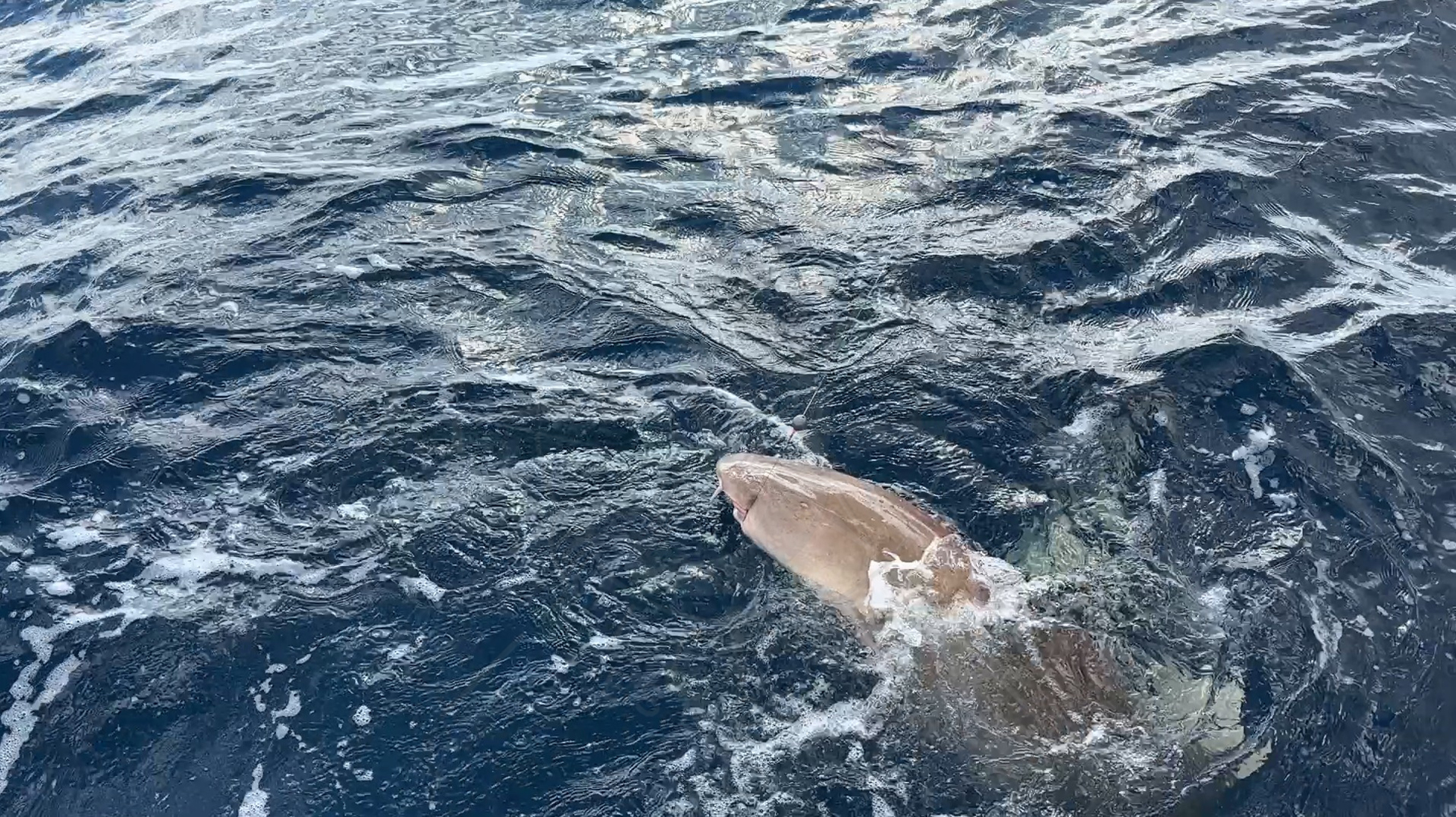Nurse Shark 11ft, Florida Gulf Discovery LLC