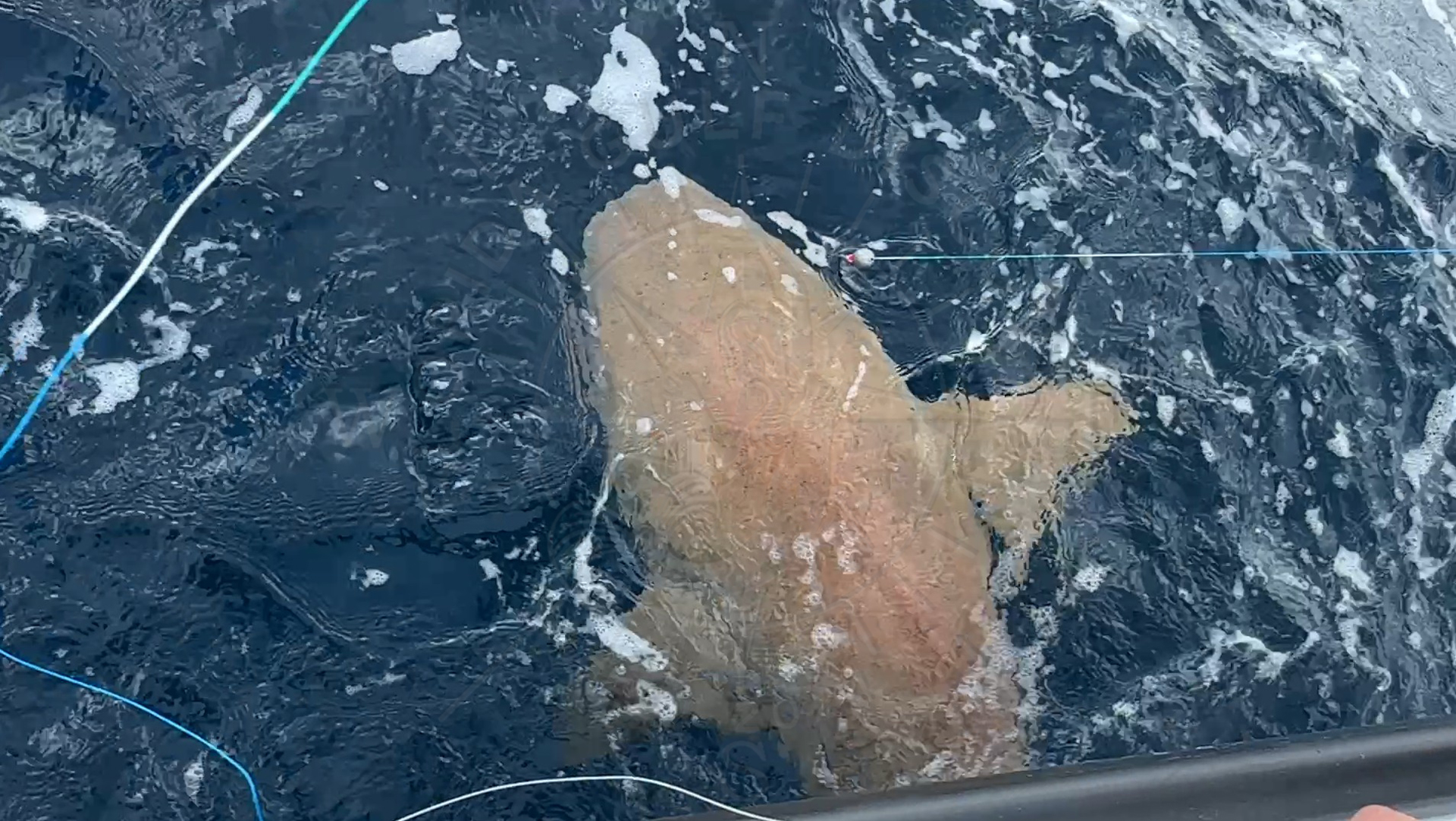 Nurse Shark 11ft, Florida Gulf Discovery LLC