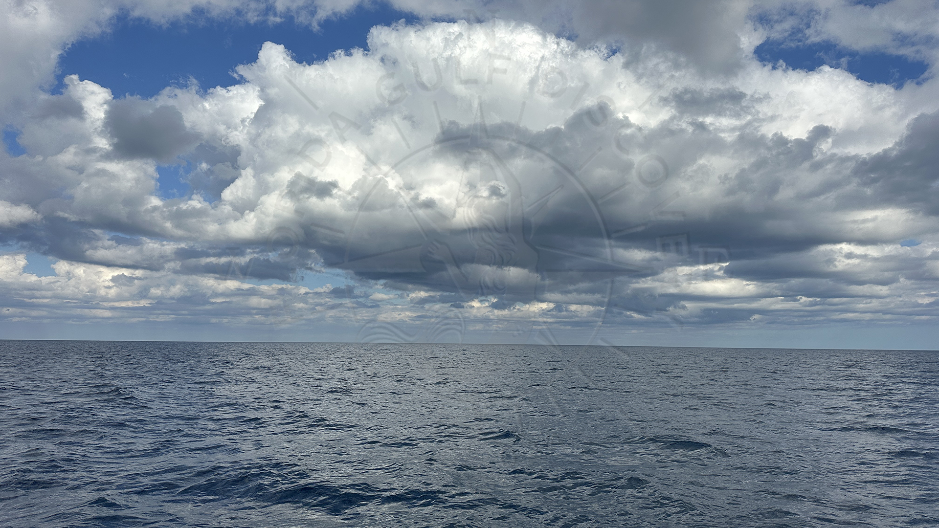Offshore Meditation with 11ft Nurse Shark & 27 in Grouper, Florida Gulf Discovery LLC