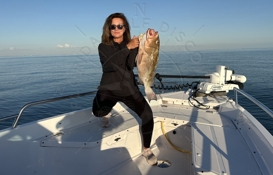 Olena with 27 in Grouper, Offshore Meditation with 11ft Nurse Shark & 27 in Grouper, Florida Gulf Discovery LLC