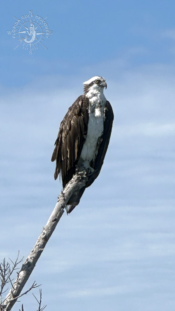 Osprey at Trestle Tree, Florida Gulf Discovery LL