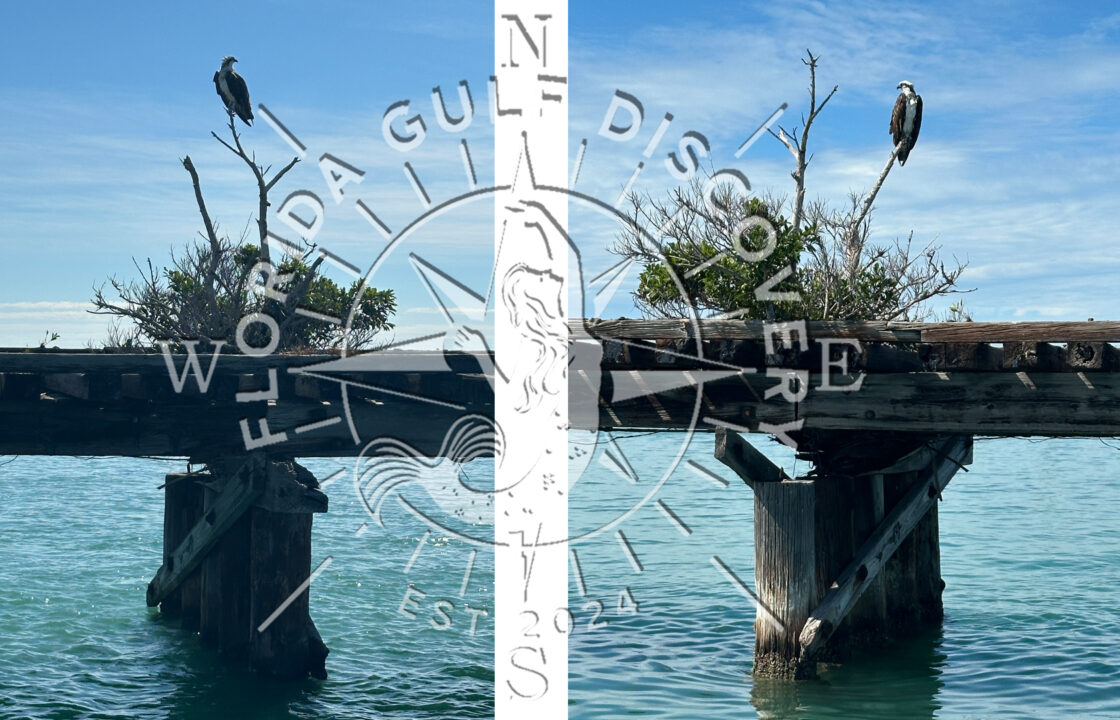 Osprey, two sides @ Boca Grande Trestle, Florida Gulf Discovery LLC