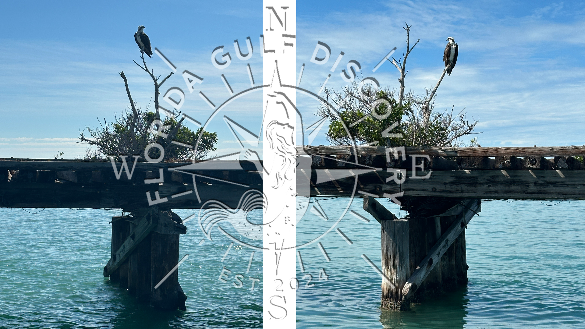 Osprey, two sides @ Boca Grande Trestle, Florida Gulf Discovery LLC