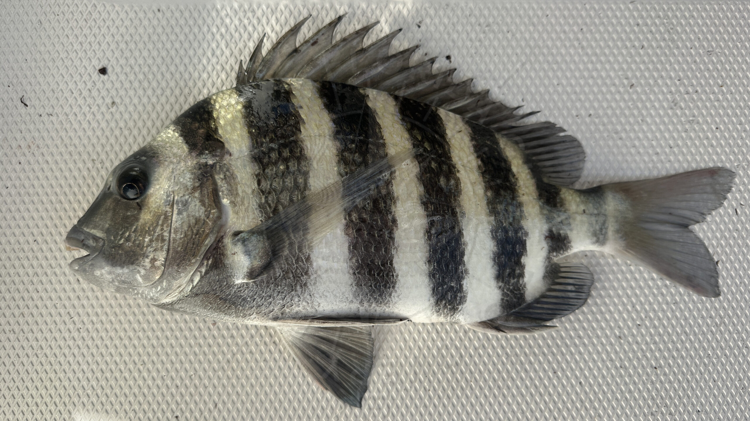 Sheepshead at Dog Island, Florida Gulf Discovery LLC