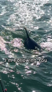 Sunset Cruise with Dolphin following me at Stump Pass, Englewood, Florida Gulf Discovery LLC
