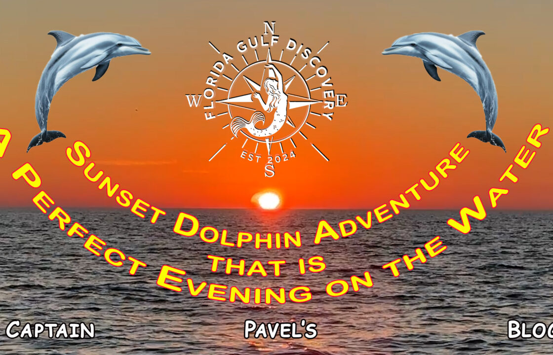 Sunset Dolphin Adventure Blog Florida Gulf Discovery LLC
