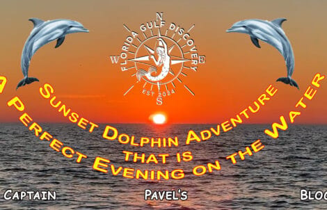 Sunset Dolphin Adventure Blog Florida Gulf Discovery LLC