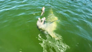 The dolphin simply releases Snapper and tries to grab him again, Florida Gulf Discovery LLC