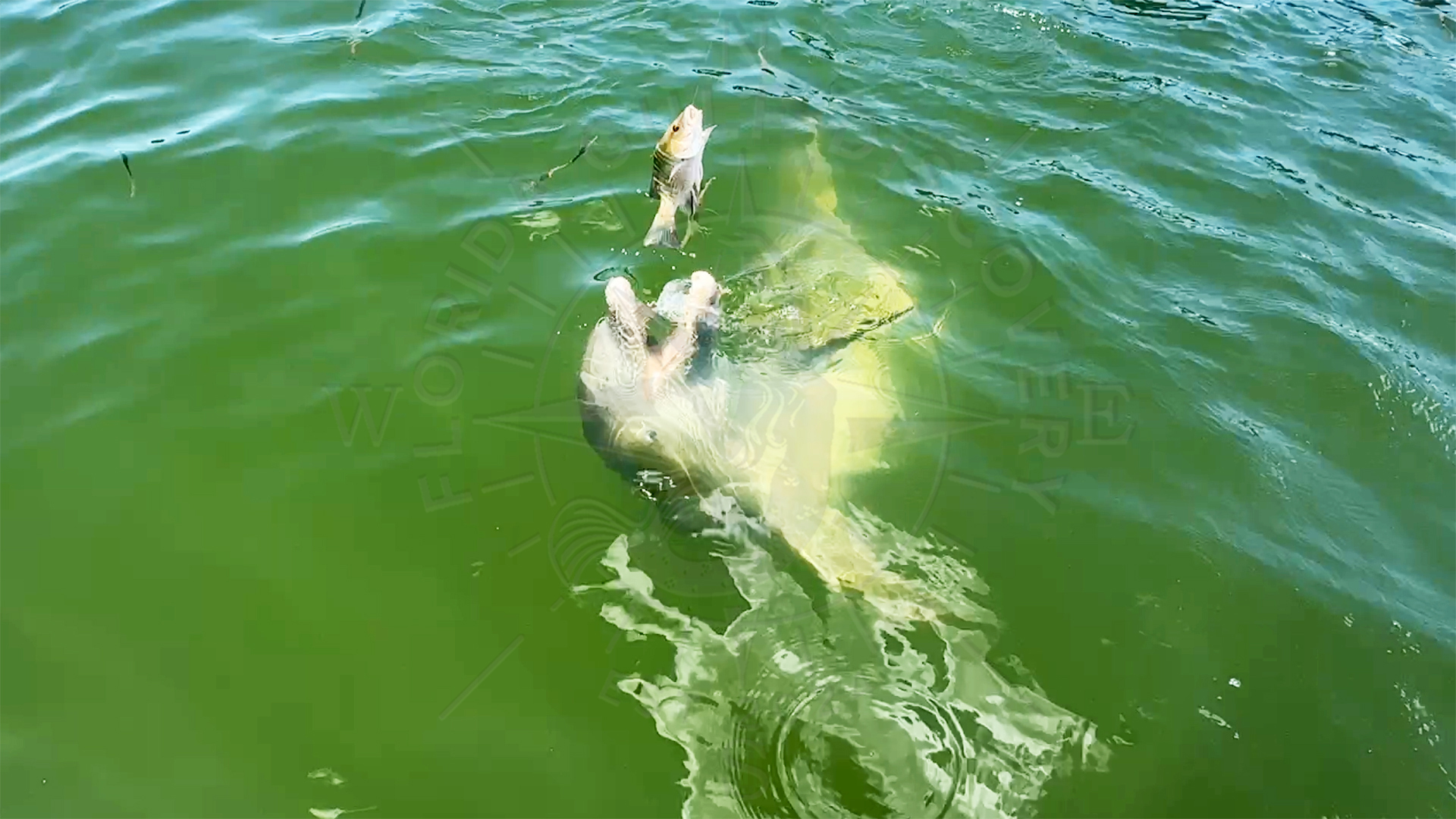 The dolphin simply releases Snapper and tries to grab him again, Florida Gulf Discovery LLC