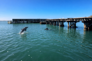 Dolphins at Boca Trestle, Florida Gulf Discovery LLC