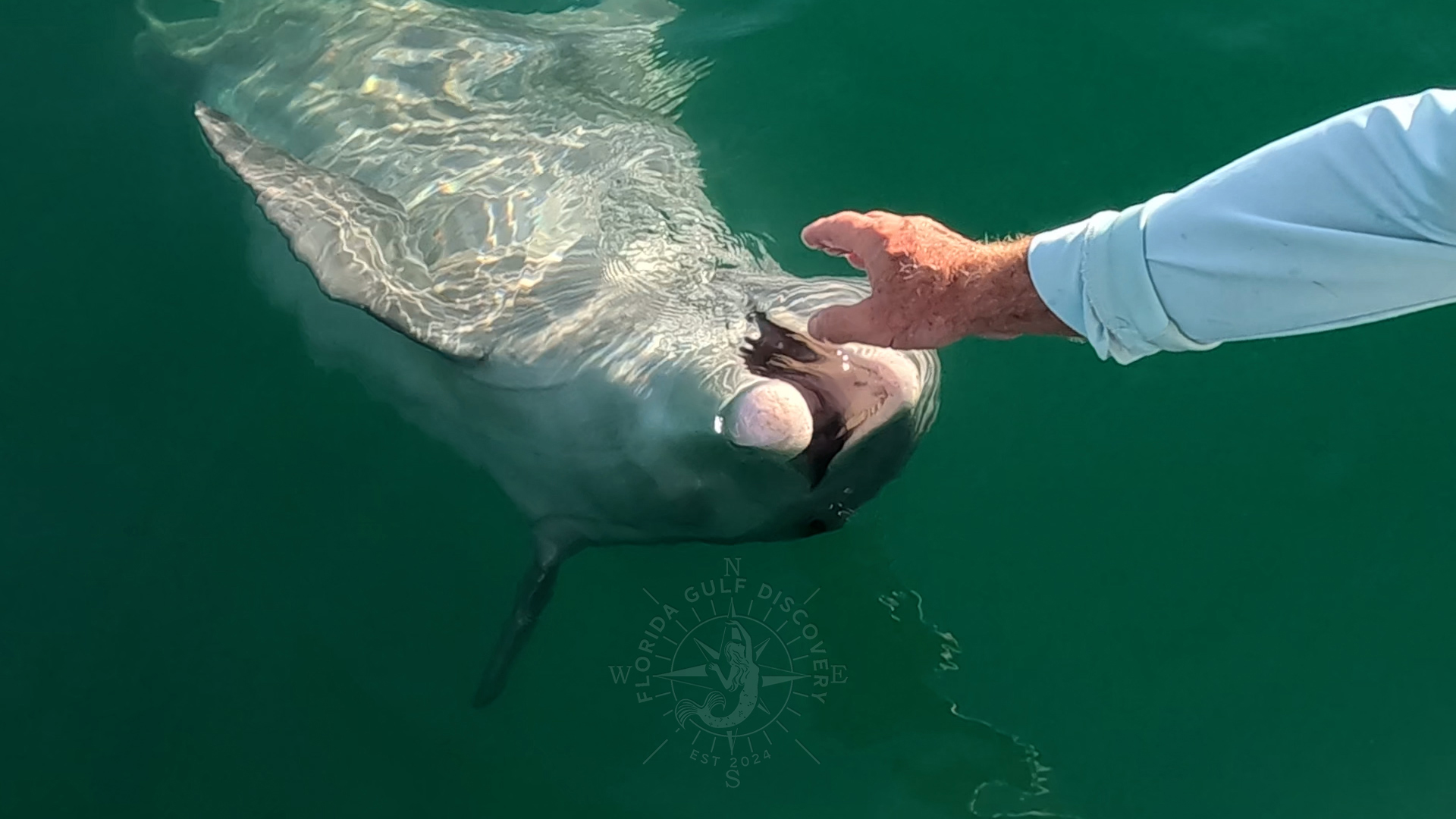 Dolphin by Florida Gulf Discovery LLC