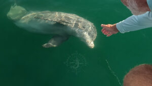 Dolphin with Florida Gulf Discovery LLC