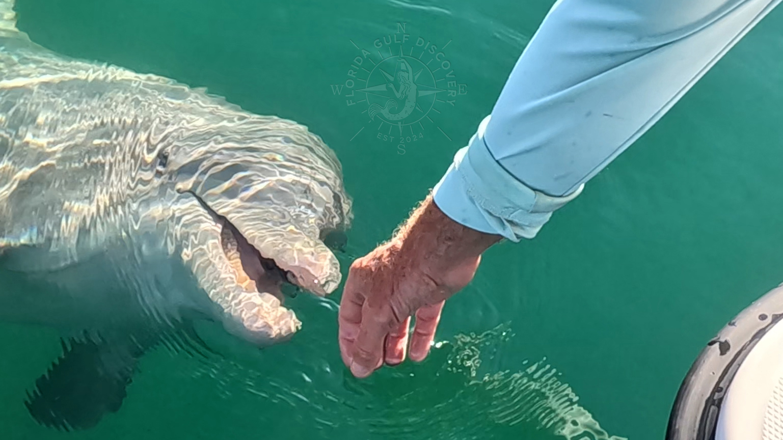 Dolphin with Florida Gulf Discovery LLC