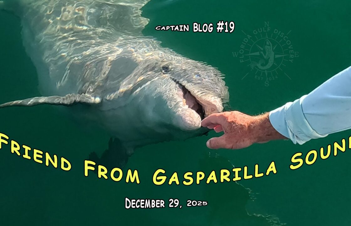 Friend from Gasparilla Sound