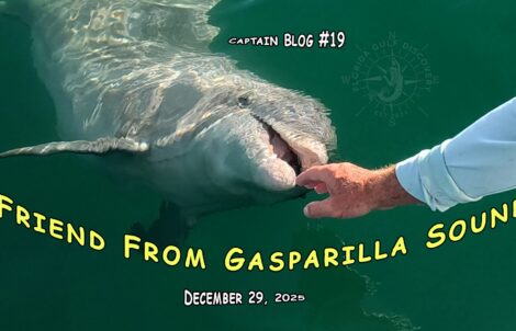 Friend from Gasparilla Sound