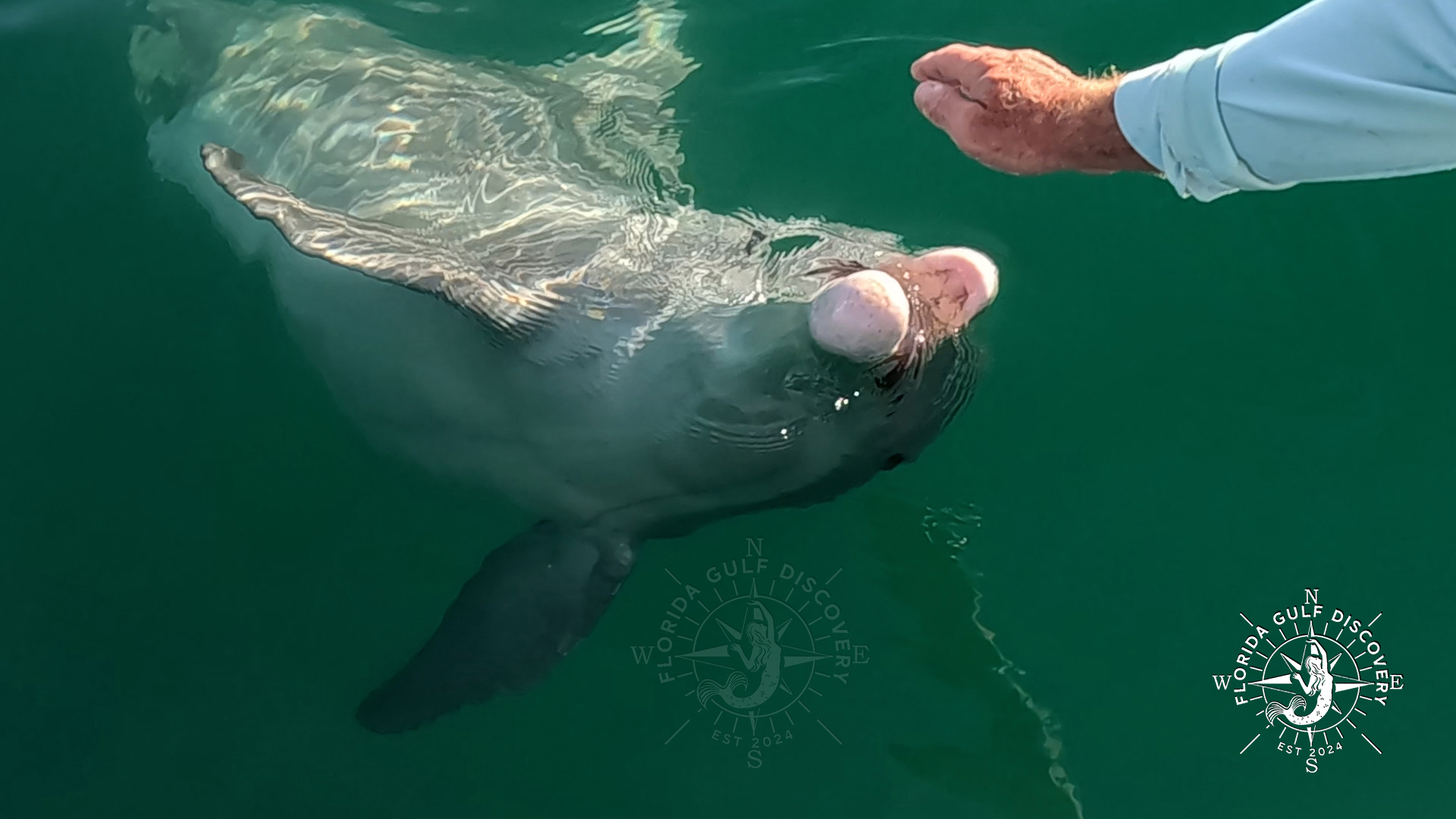 Dolphin at Gasparilla Sound, by Florida Gulf Discovery LLC