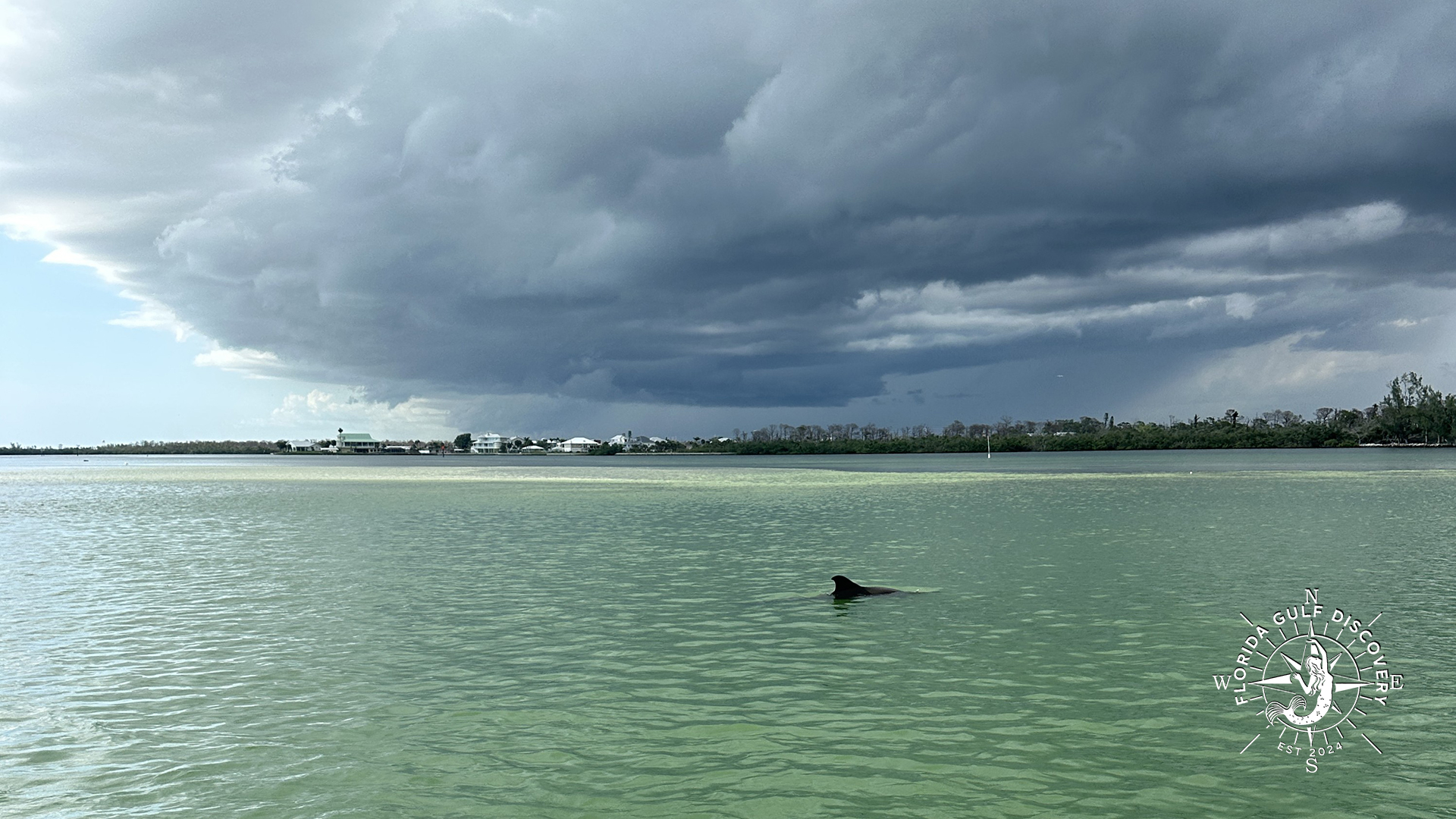Dolphin at Lemon Bay before the Storm by Florida Gulf Discovery LLC