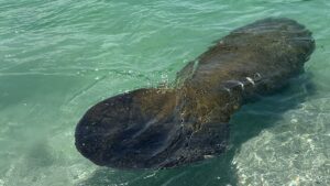 Manatee Manasota Key, Englewood, with Florida Gulf Discovery LLC