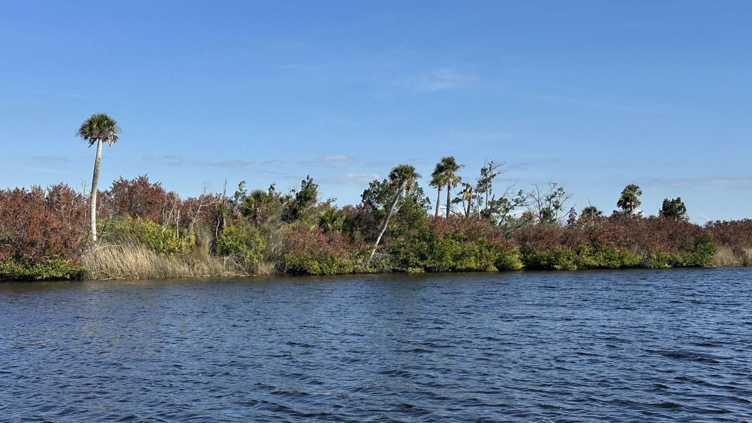 Myakka River. Jungle views with Boat Tour & Trip, Florida Gulf Discovery LLC