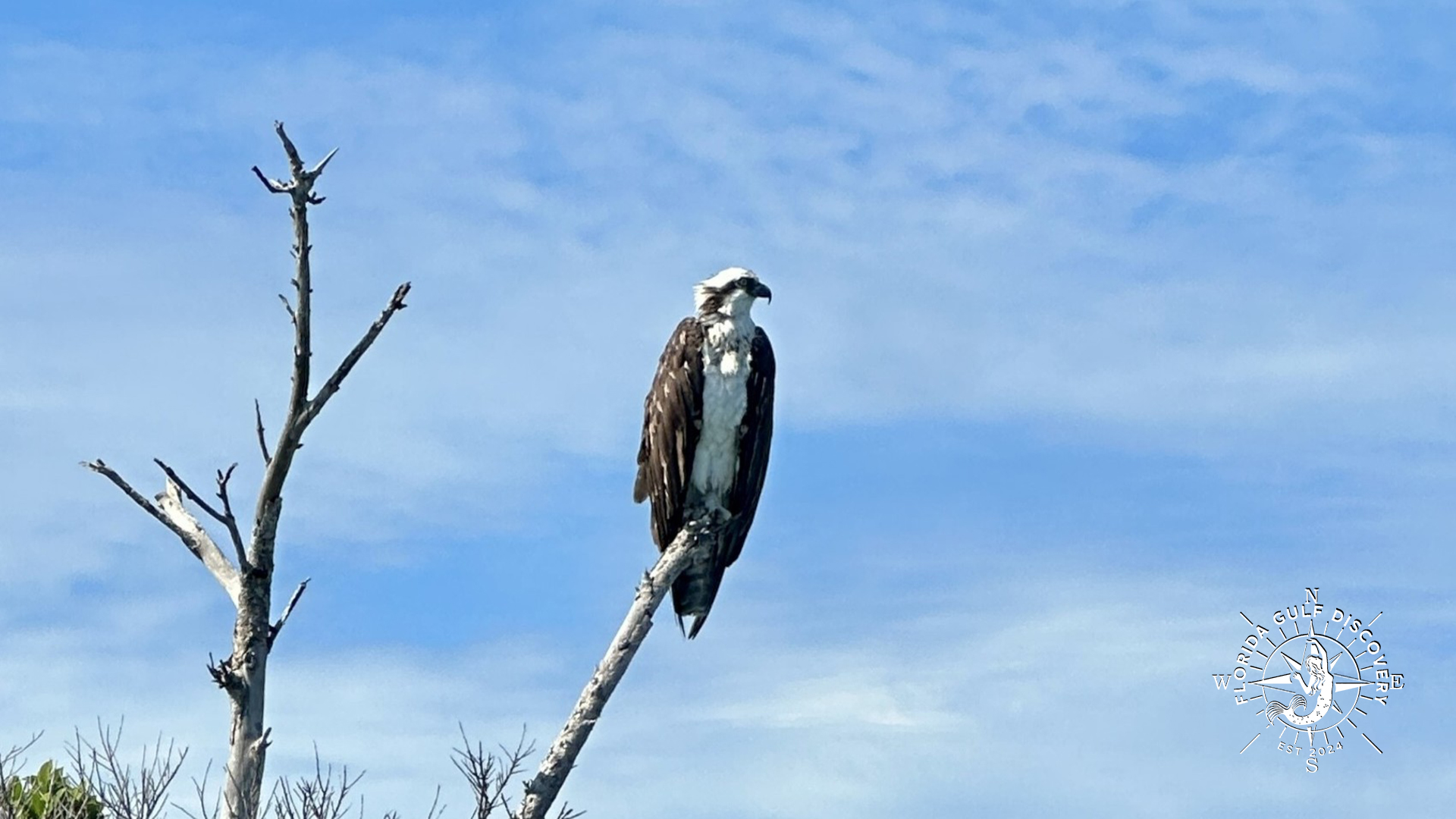 Osprey at Boca Grande Trestle with Florida Gulf Discovery LLC