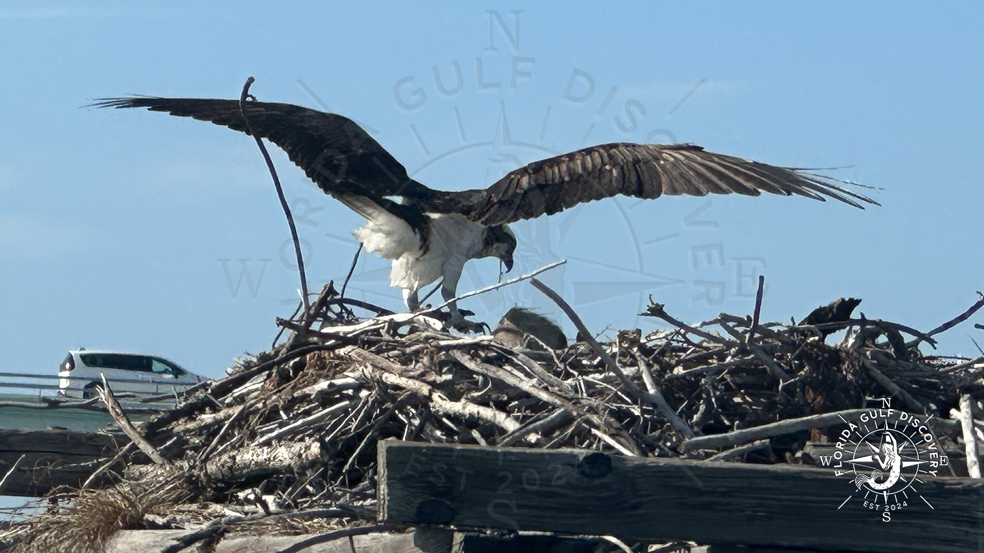 Osprey male taking Off, Boca Grande Trestle, Florida Gulf Discovery LLC