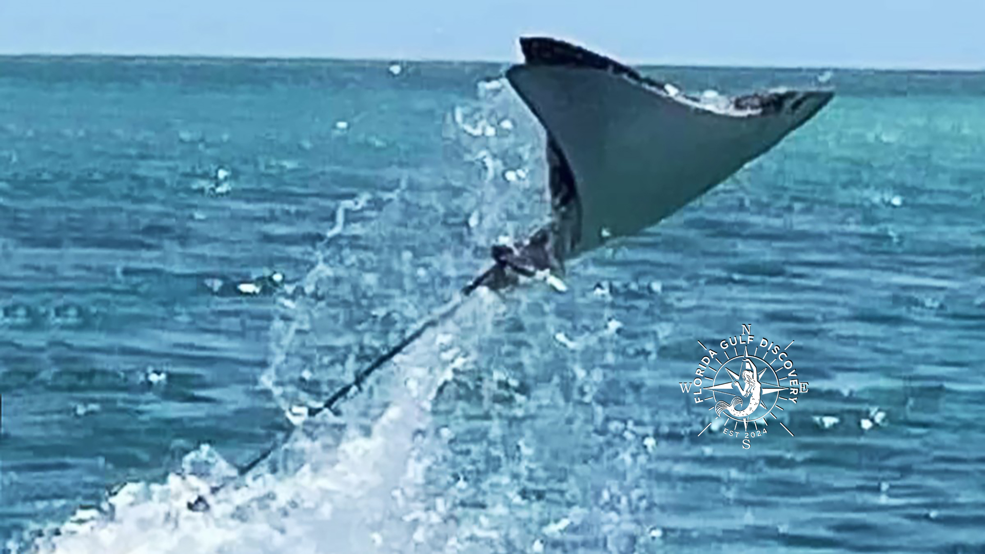 Stingray Jump, Stump Pass by Florida Gulf Discovery LLC