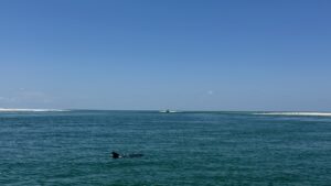 Stump Pass and Dolphin with Florida Gulf Discovery LLC