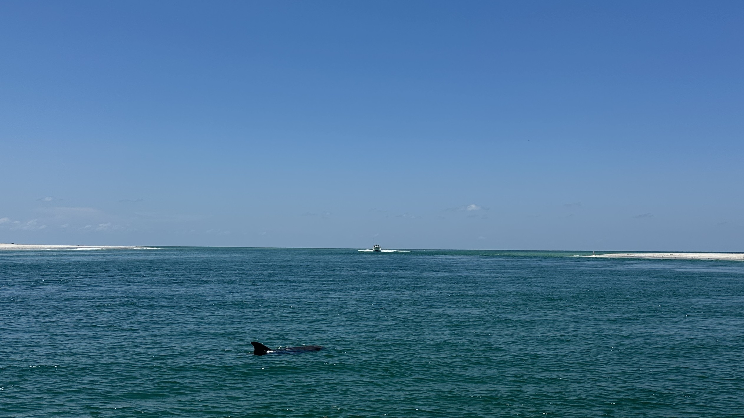 Stump Pass and Dolphin with Florida Gulf Discovery LLC