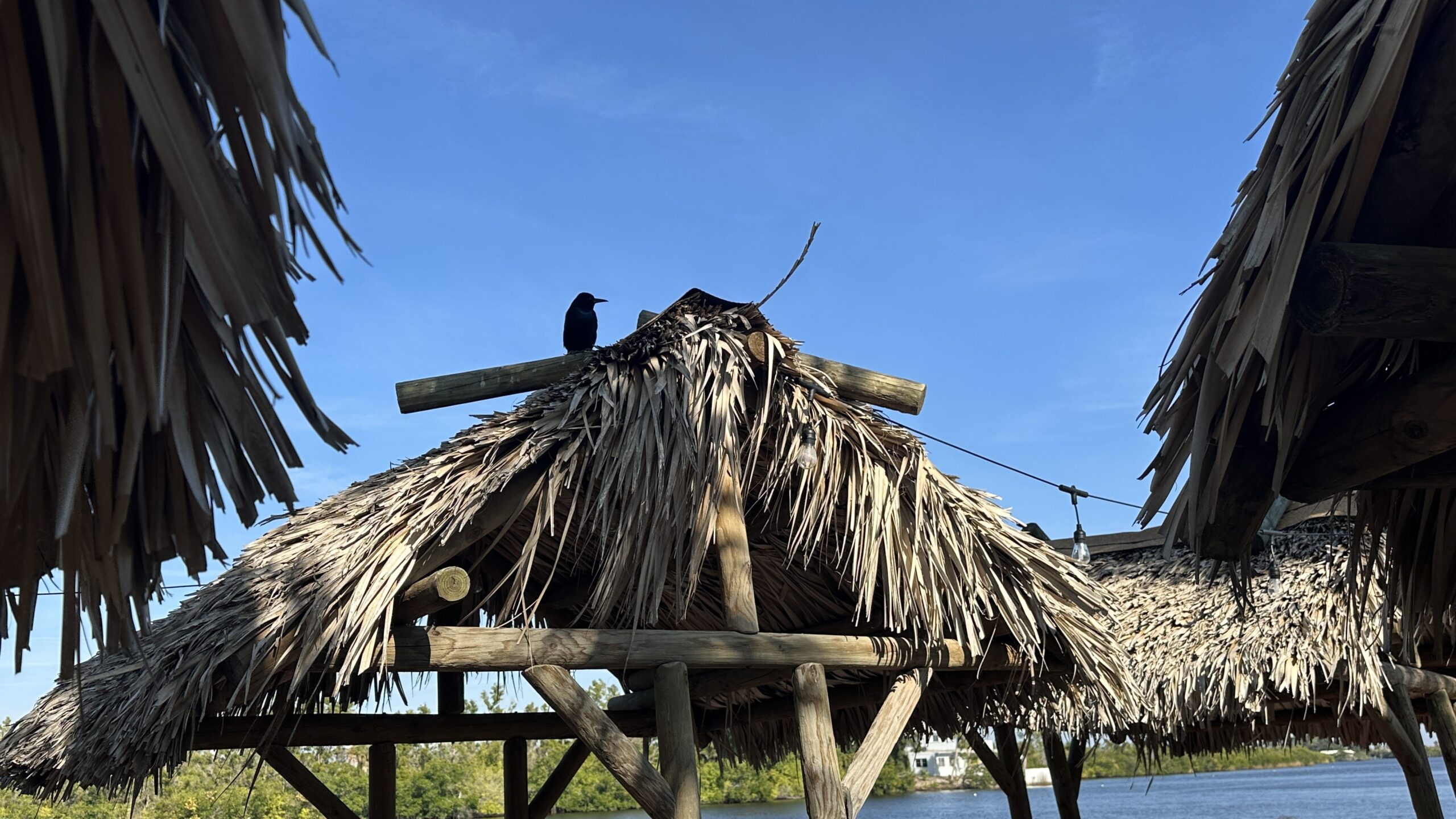 Tarpon Point Grill and Marina, Boat Tour & Trip with Florida Gulf Discovery LLC