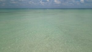 Bokeelia Sandbar, school of Snook with Florida Gulf Discovery LLC