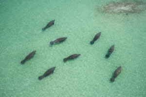 Bokeelia Sandbar, Manatees with Florida Gulf Discovery LLC