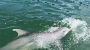 Dolphin Tours in Cayo Costa