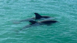 Dolphins at Boca Grande Pass, inshore