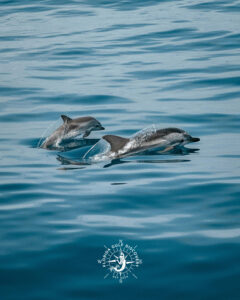 Dolphins mama with kid, Florida Gulf Discovery LLC