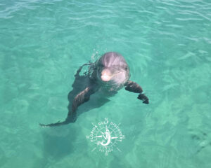 Dolphin at Placida Trestle with Florida Gulf Discovery LLC