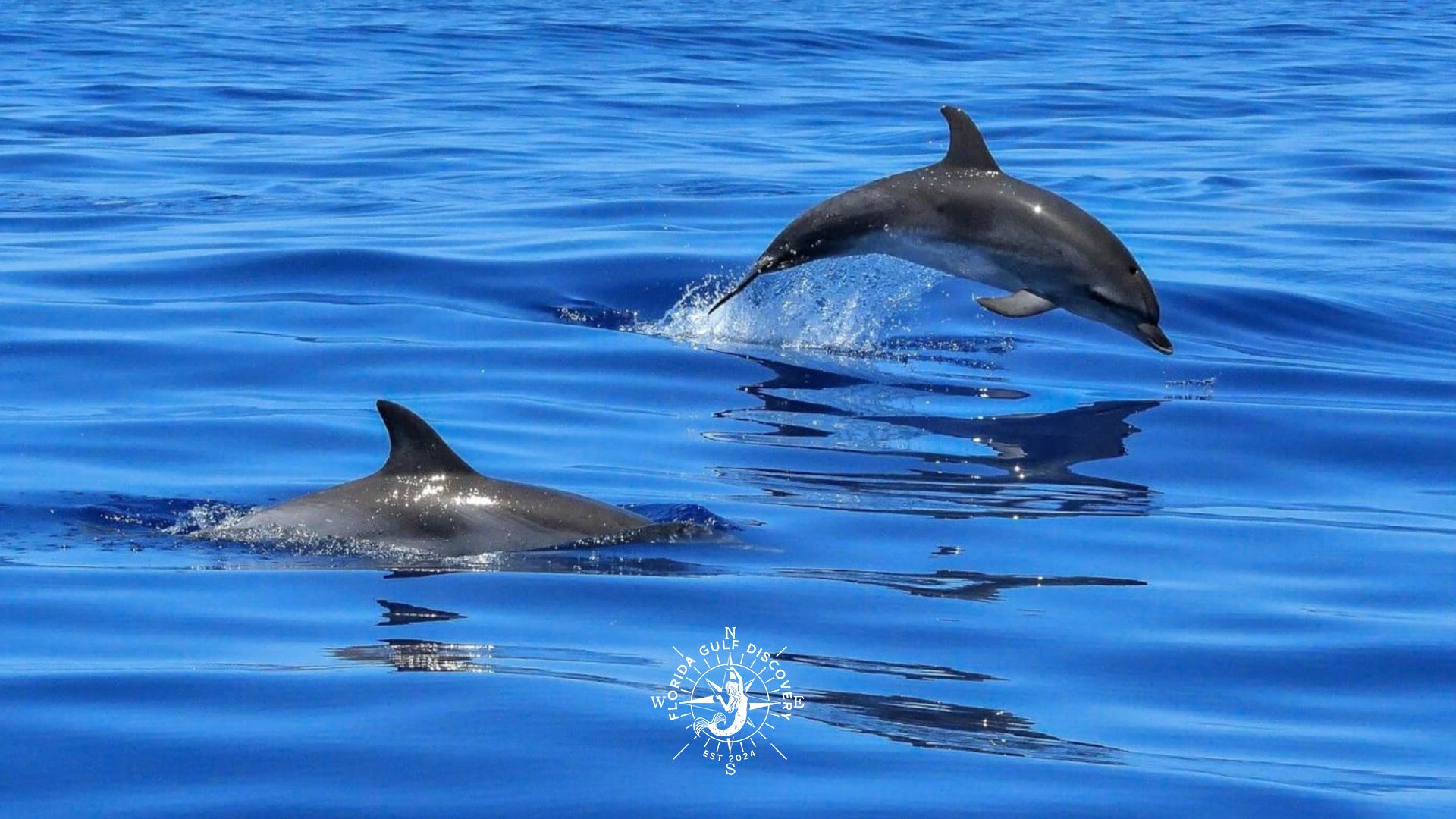 Gasparilla Sound Two Dolphins in the Game with Florida Gulf Discovery LLC