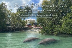 Manatee @ Lely Barefoot Beach with Florida Gulf Discovery LLC