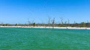 Cayo Costa, North Gulf Coast Line