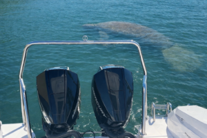 Stump Pass Private Boat Tours, Manatee with Florida Gulf Discovery LLC