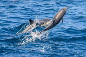 Stump Pass Two Dolphins in the Game with Florida Gulf Discovery LLC