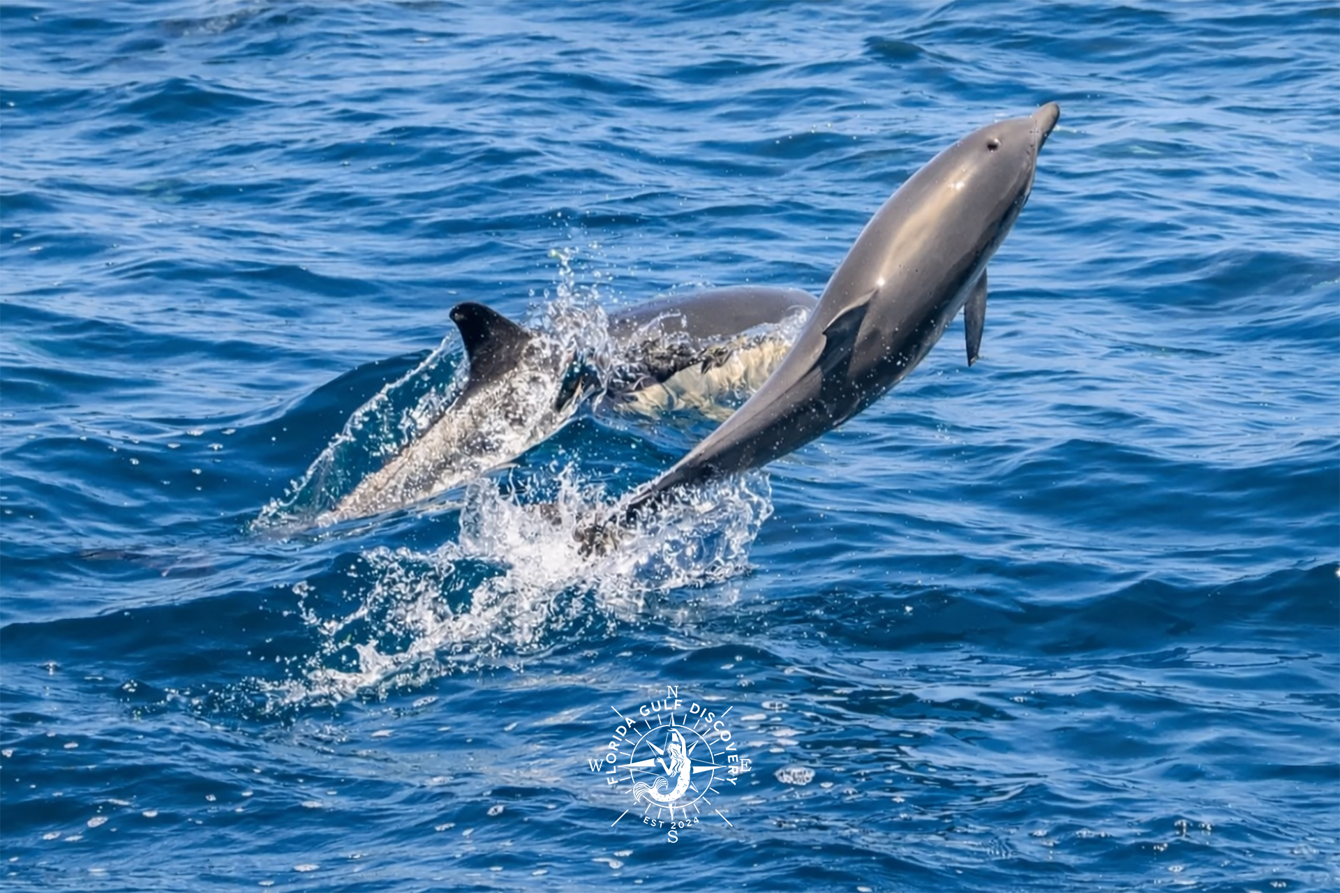 Two playful wild bottlenose dolphins interacting in the clear waters of Stump Pass, Southwest Florida