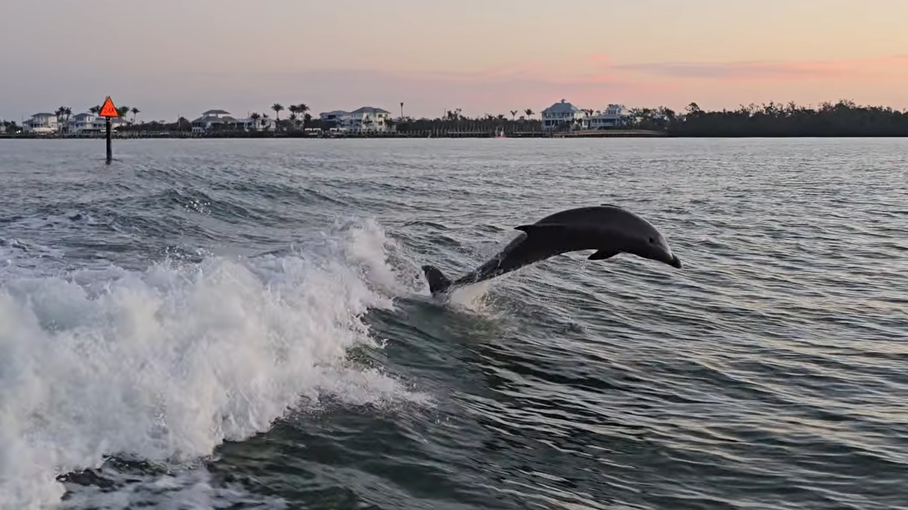 Dolphin jumping and surfing boat wake near Cape Haze Florida during private tour with Florida Gulf Discovery