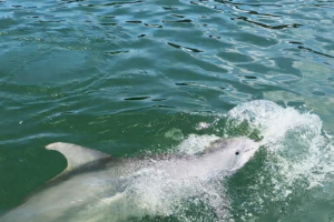 Close up of dolphin swimming beside boat in clear water near Cayo Costa Florida with Florida Gulf Discovery