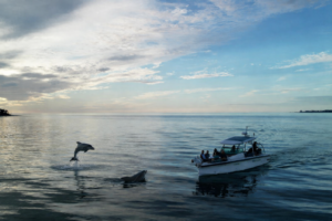 Dolphins swimming and jumping at sunset near Englewood Florida during private boat tour with Florida Gulf Discovery