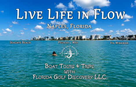Person swimming in turquoise Gulf waters near Naples Florida skyline during a Florida Gulf Discovery LLC boat tour