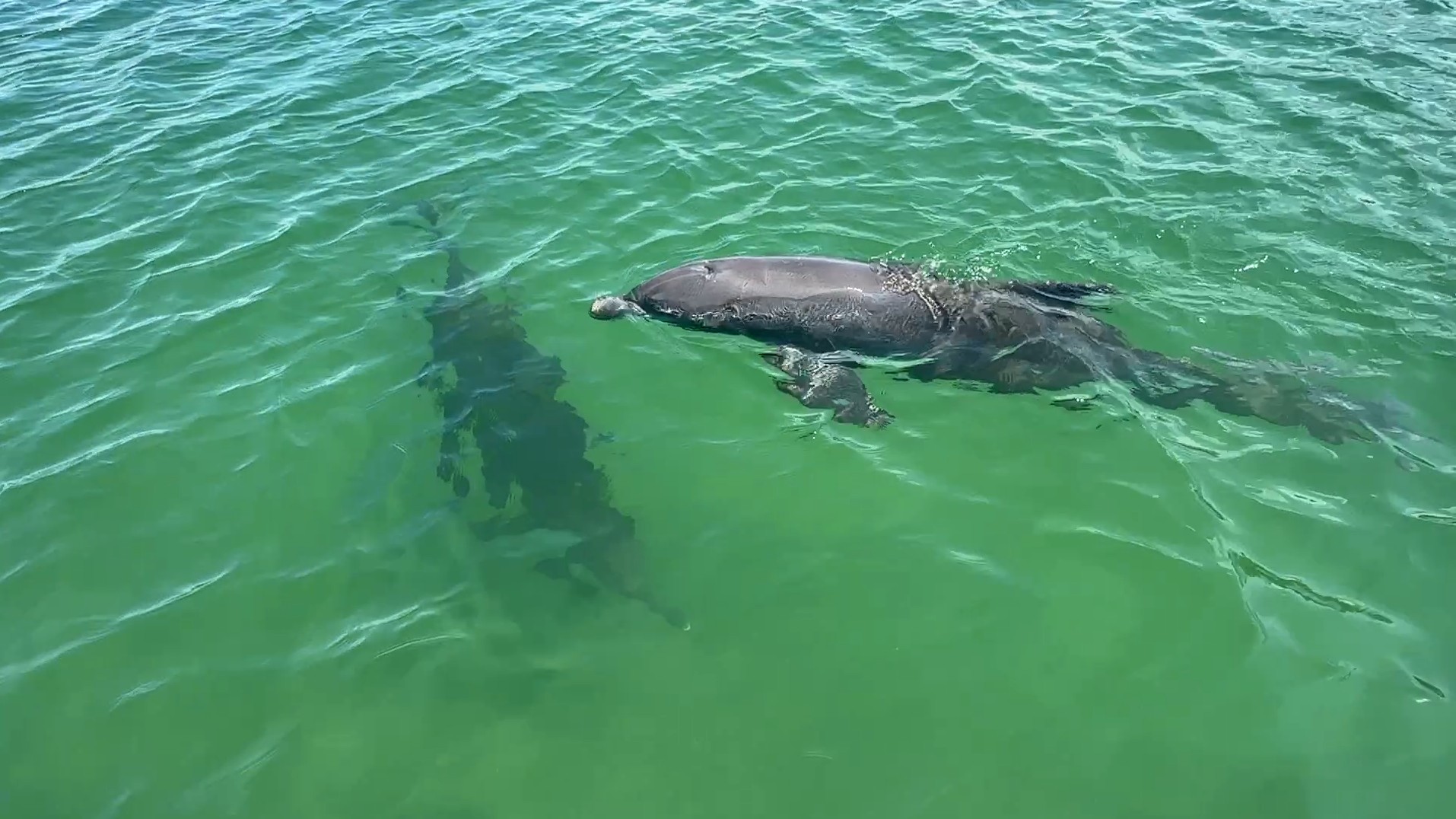 Wild bottlenose dolphins swimming through the crystal-clear waters of Stump Pass, Southwest Florida