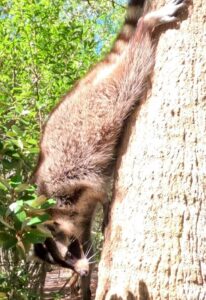A Raccoon comes down to say Hello