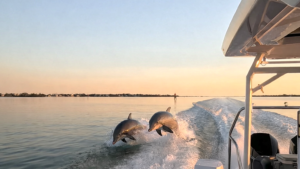 Dolphins follow the My Axopar 29 Florida Gulf Discovery LLC