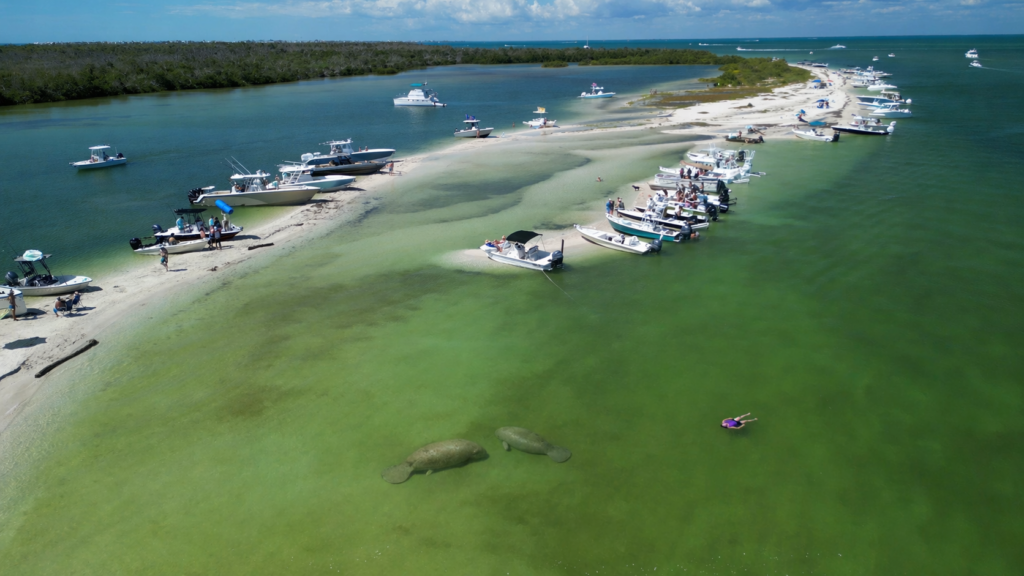 Manatees at Cayo Coata Lagoon