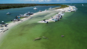 Manatees at Cayo Coata Lagoon